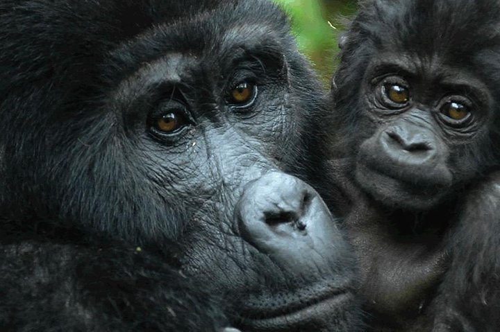 Gorilla and baby in Rwanda