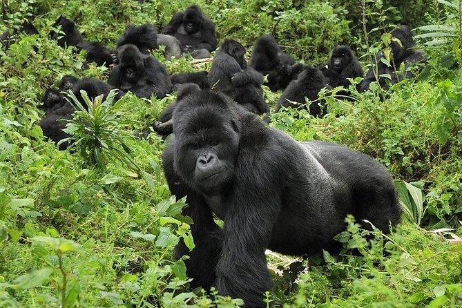 Gorillas in Uganda