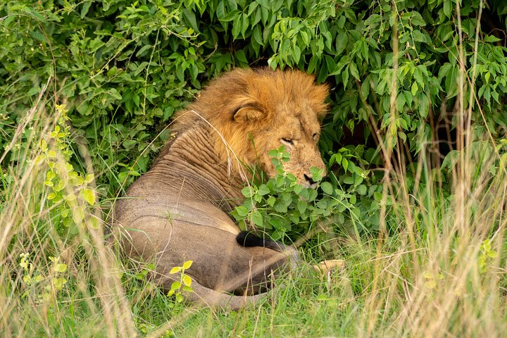 Wildlife safari