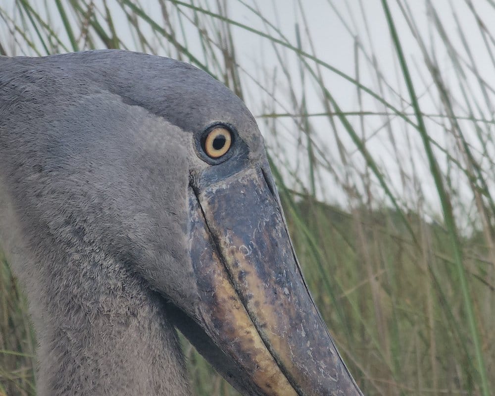 Shoebill bird