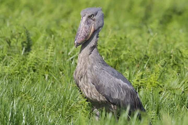 Shoebill bird