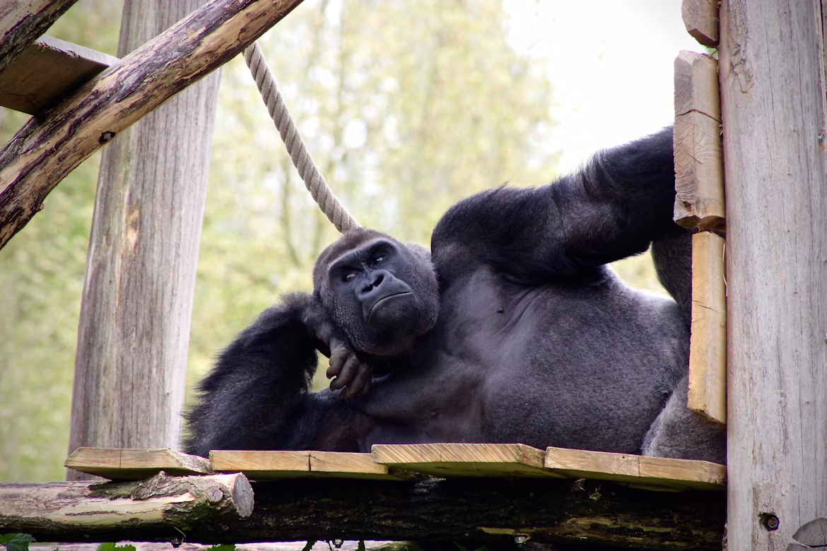 Mountain gorilla experience in East Africa