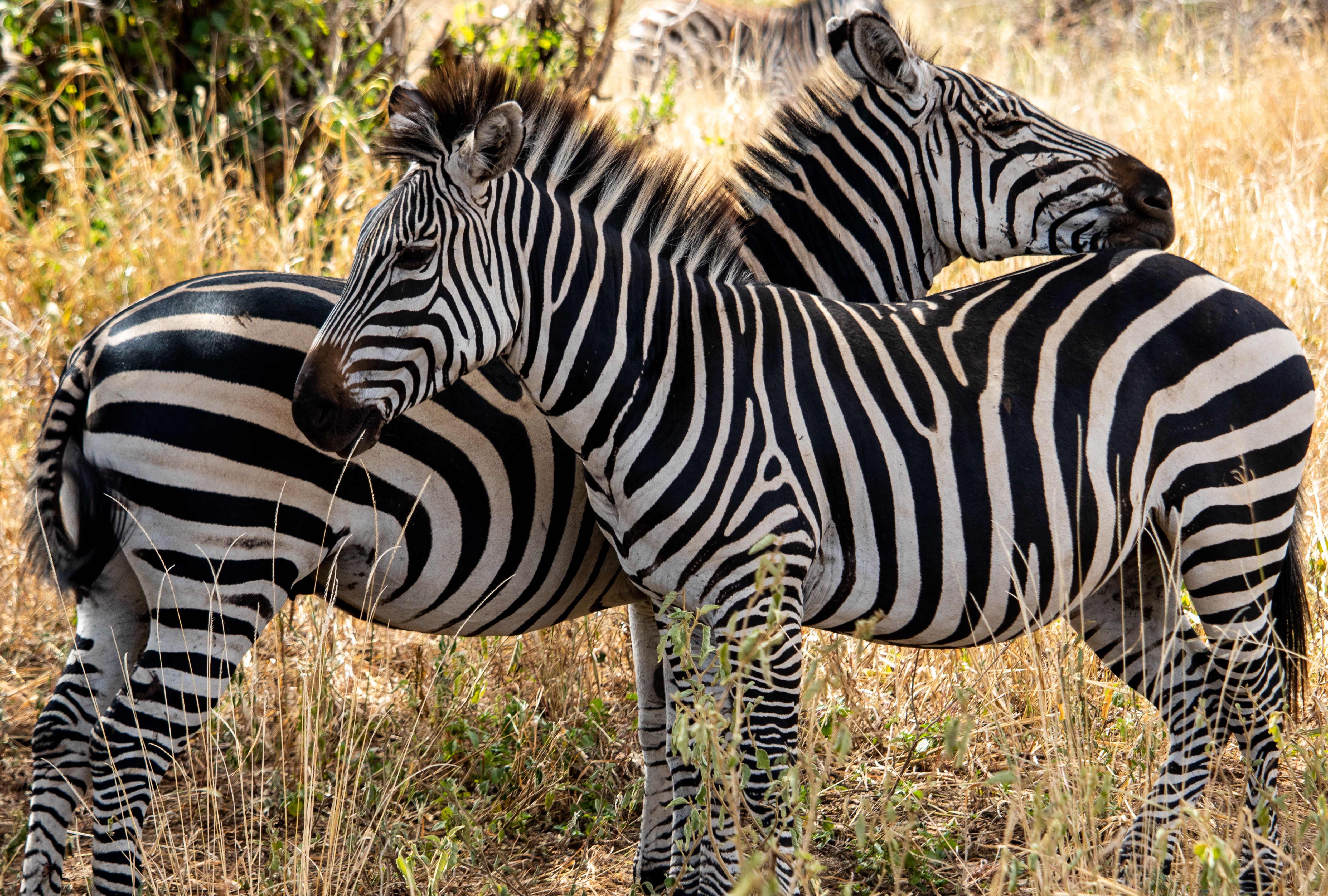 Wildlife conservation in East Africa