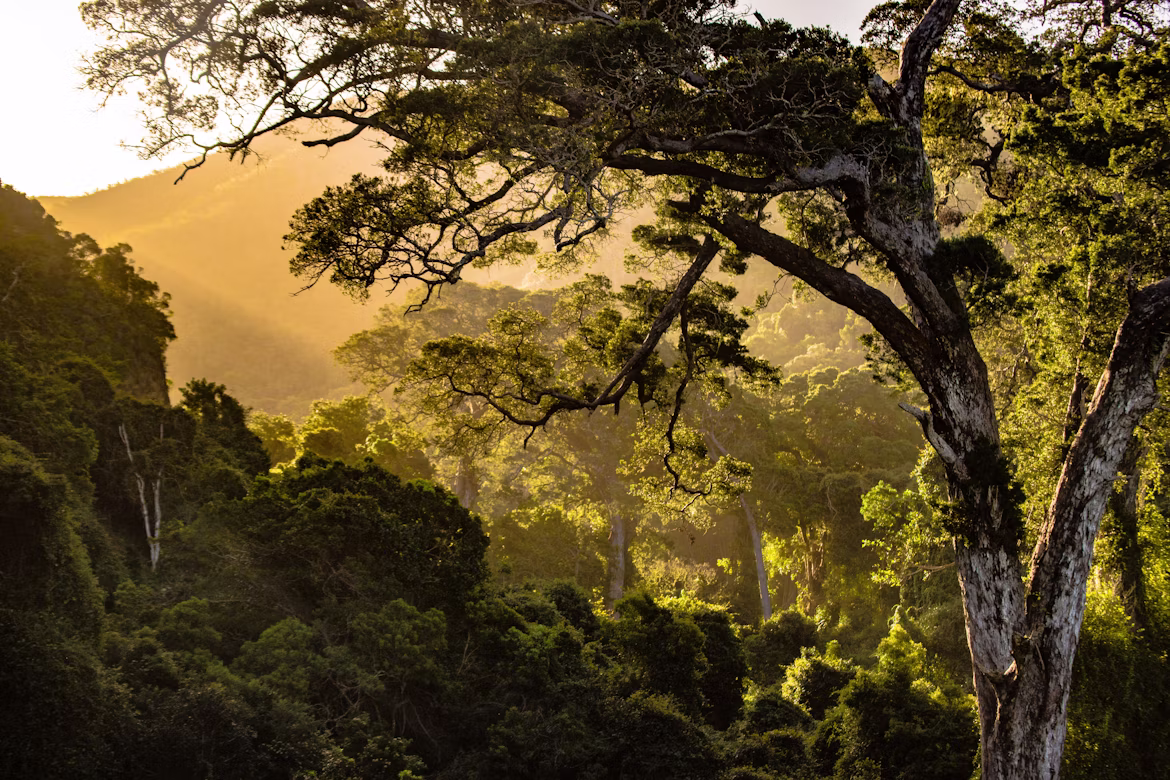 East African wilderness landscape